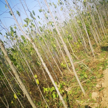 甘肃陇南武都苗圃杜仲苗