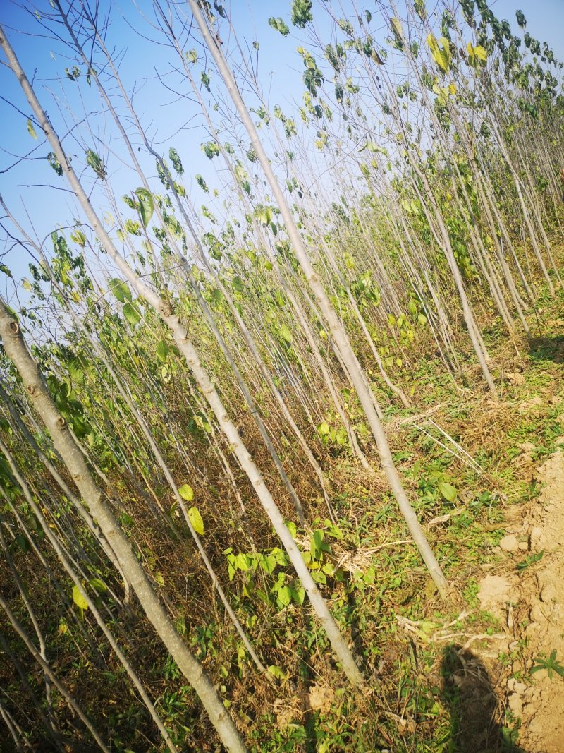 甘肃陇南武都苗圃杜仲苗
