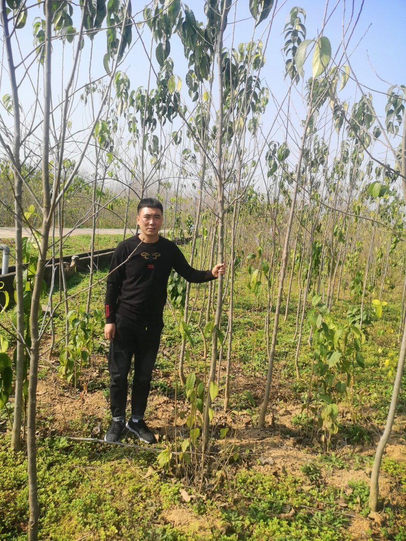 甘肃陇南武都苗圃杜仲苗