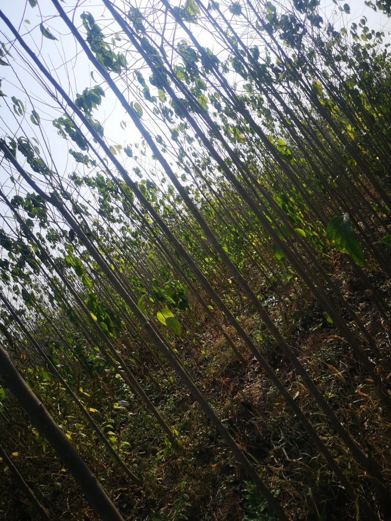 甘肃陇南武都苗圃杜仲苗