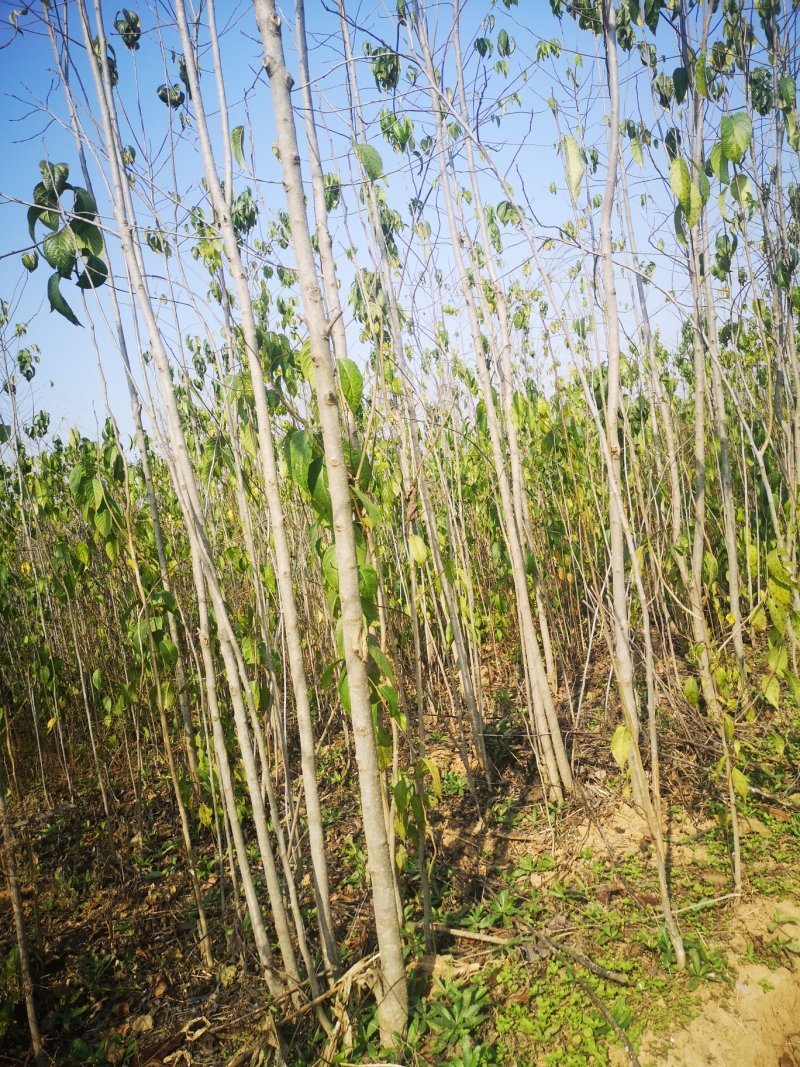 甘肃陇南武都苗圃杜仲苗