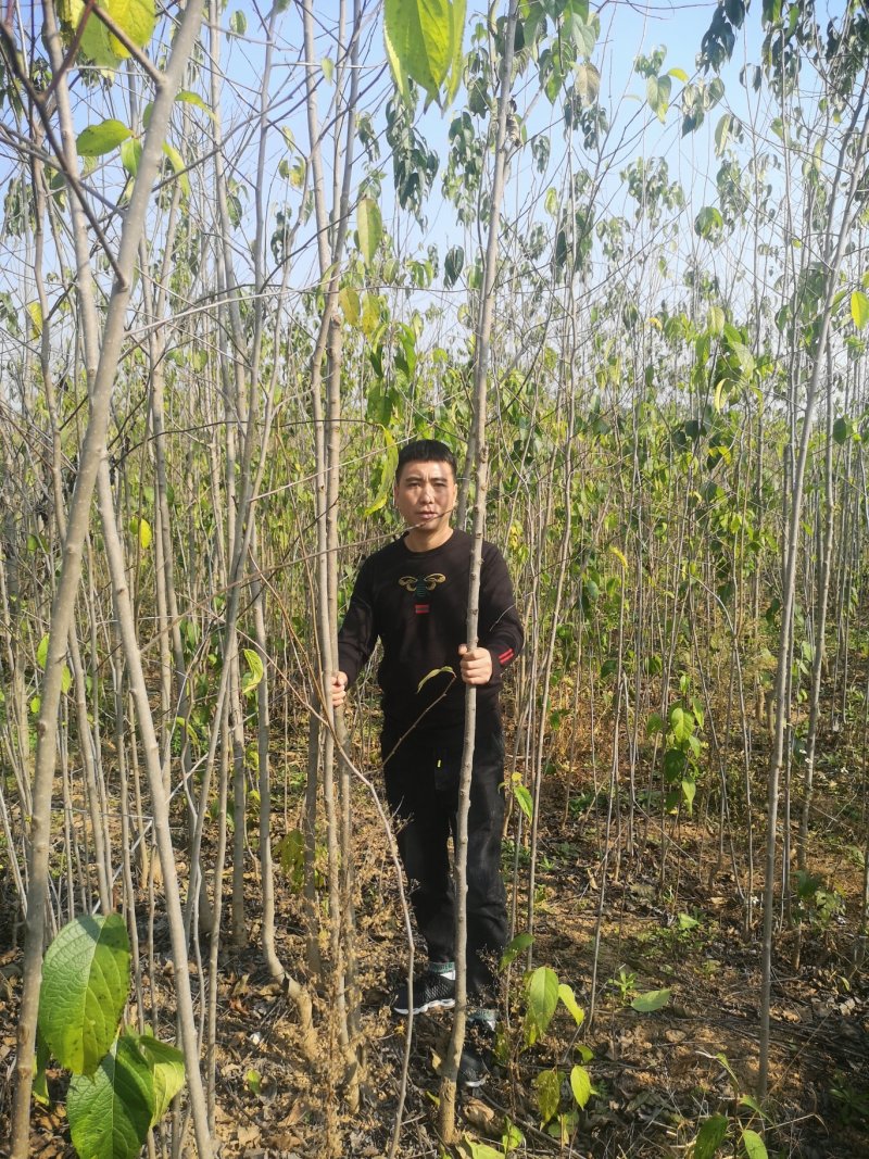 甘肃陇南武都苗圃杜仲苗
