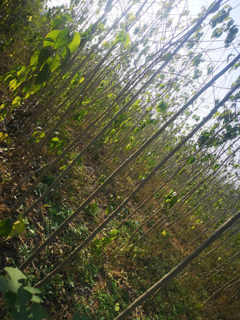 甘肃陇南武都苗圃杜仲苗