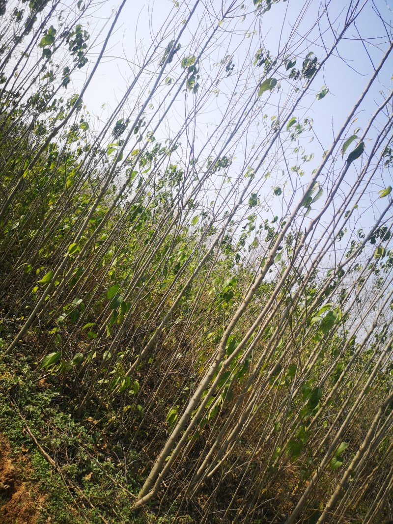 甘肃陇南武都苗圃杜仲苗