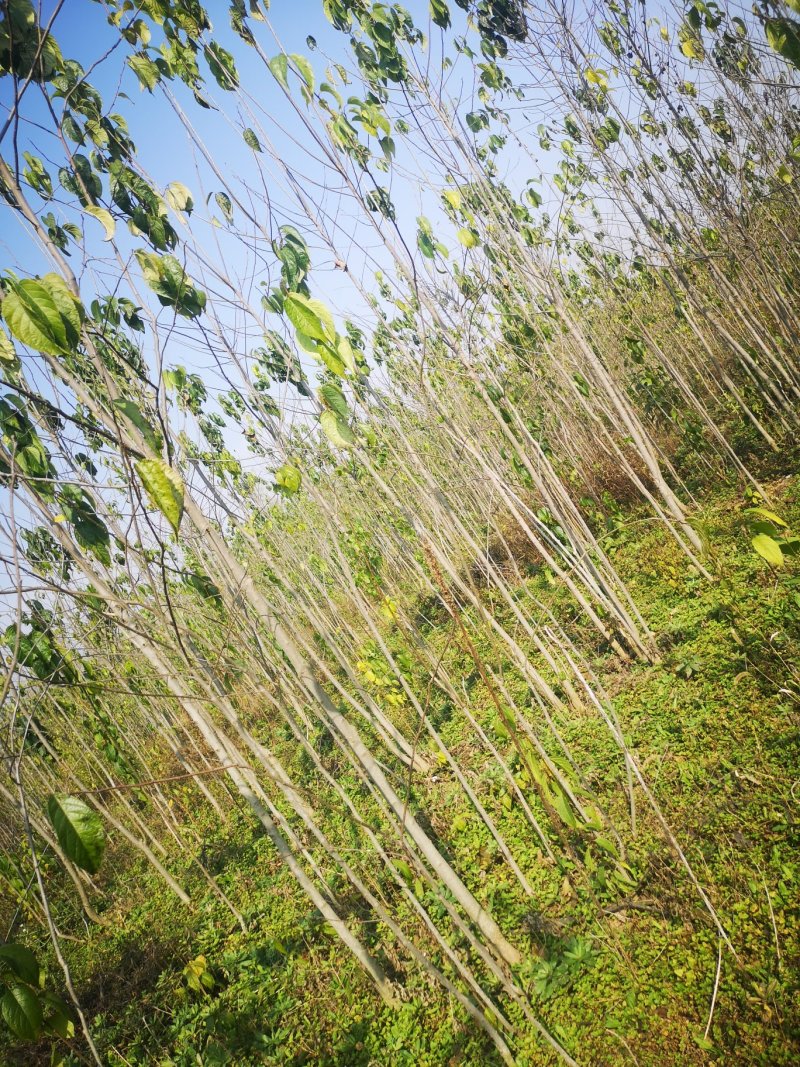 甘肃陇南武都苗圃杜仲苗