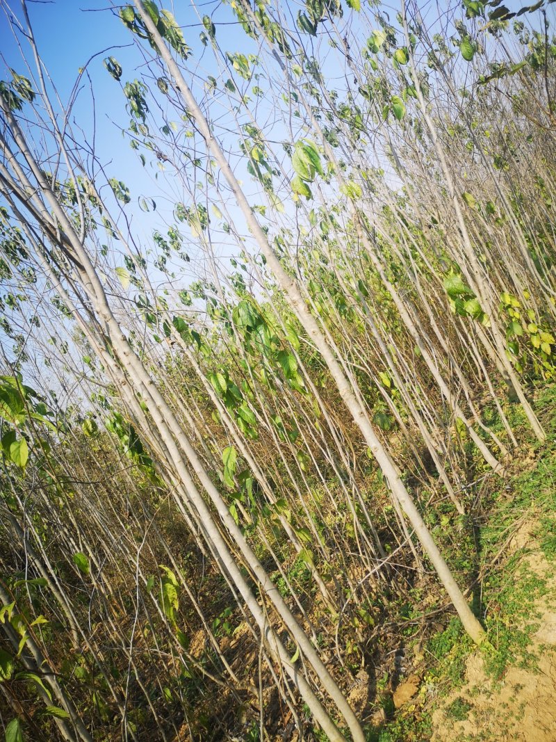 甘肃陇南武都苗圃杜仲苗