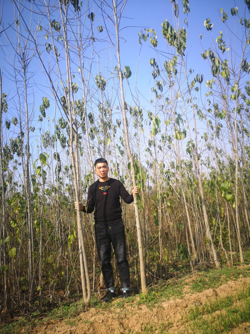 甘肃陇南武都苗圃杜仲苗