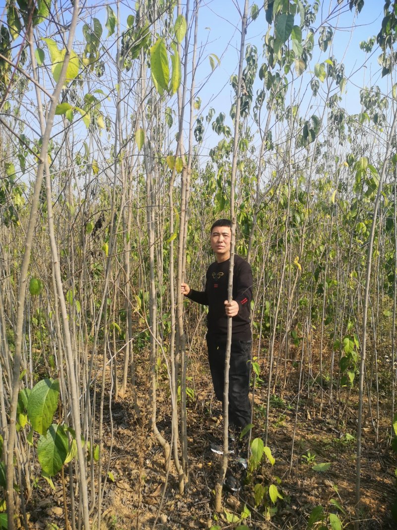 甘肃陇南武都苗圃杜仲苗