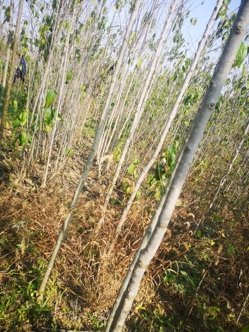甘肃陇南武都苗圃杜仲苗