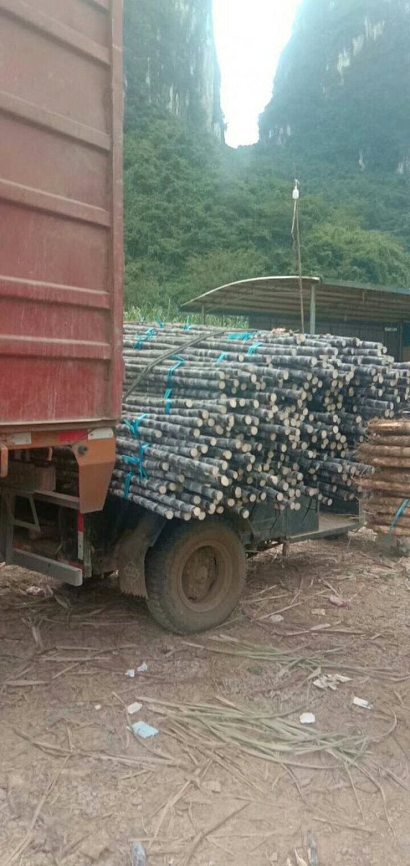 黑皮甘蔗