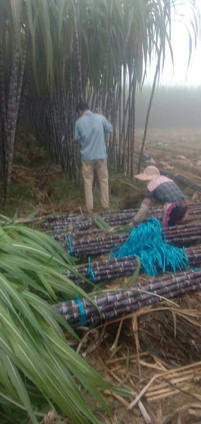 黑皮甘蔗