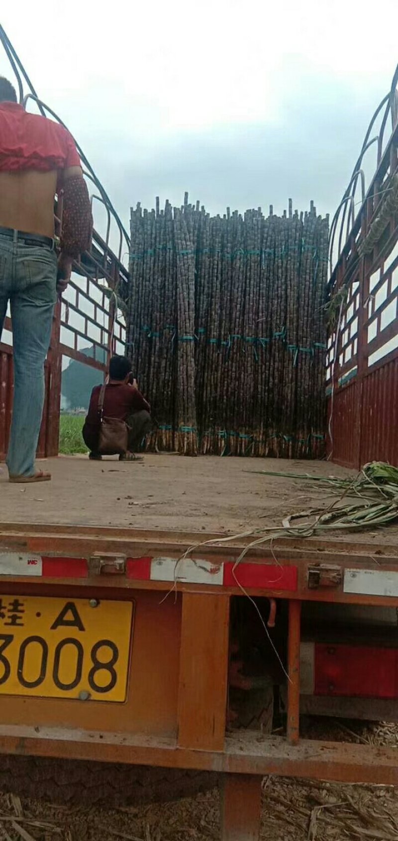 黑皮甘蔗