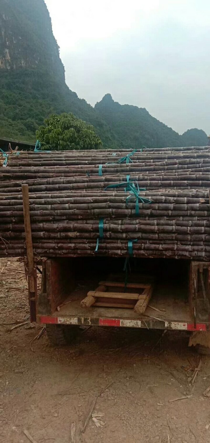 黑皮甘蔗