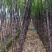 黑皮甘蔗