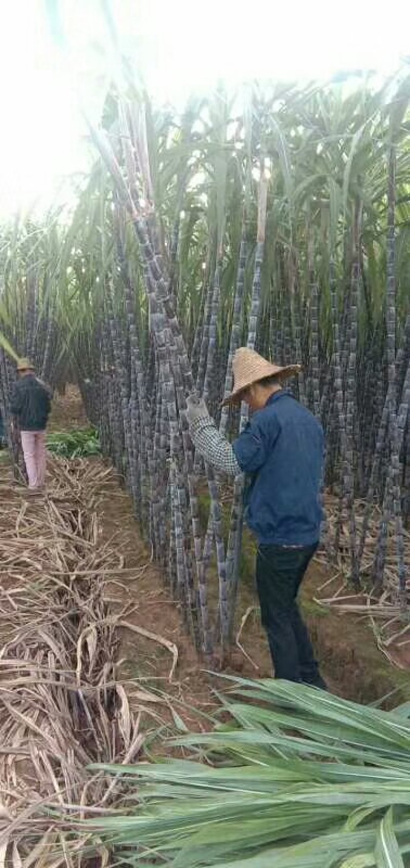 黑皮甘蔗