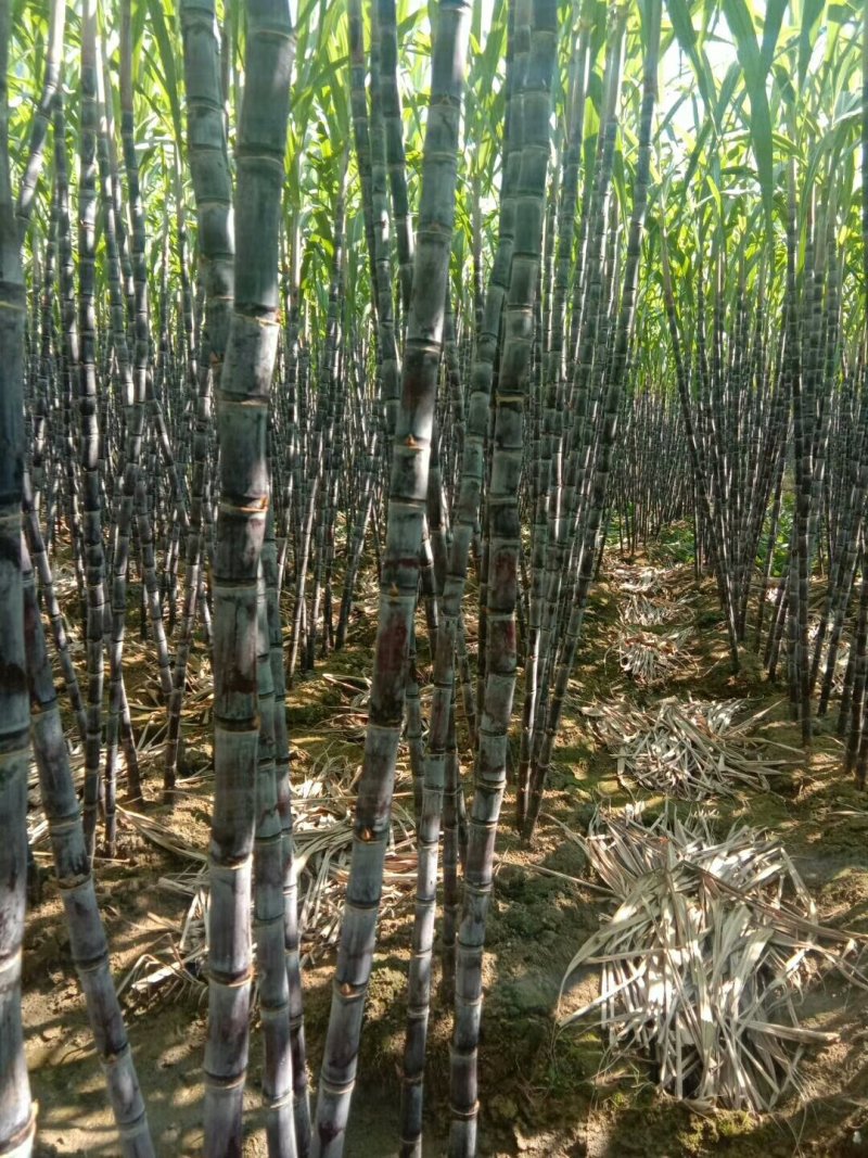 黑皮甘蔗