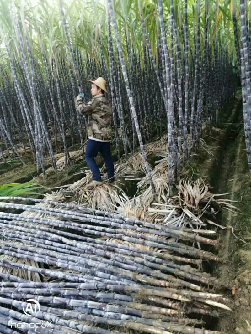 黑皮甘蔗