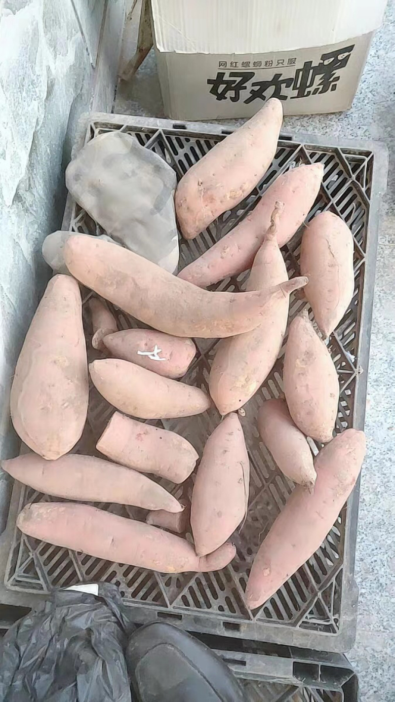 烟薯25号红薯板栗薯