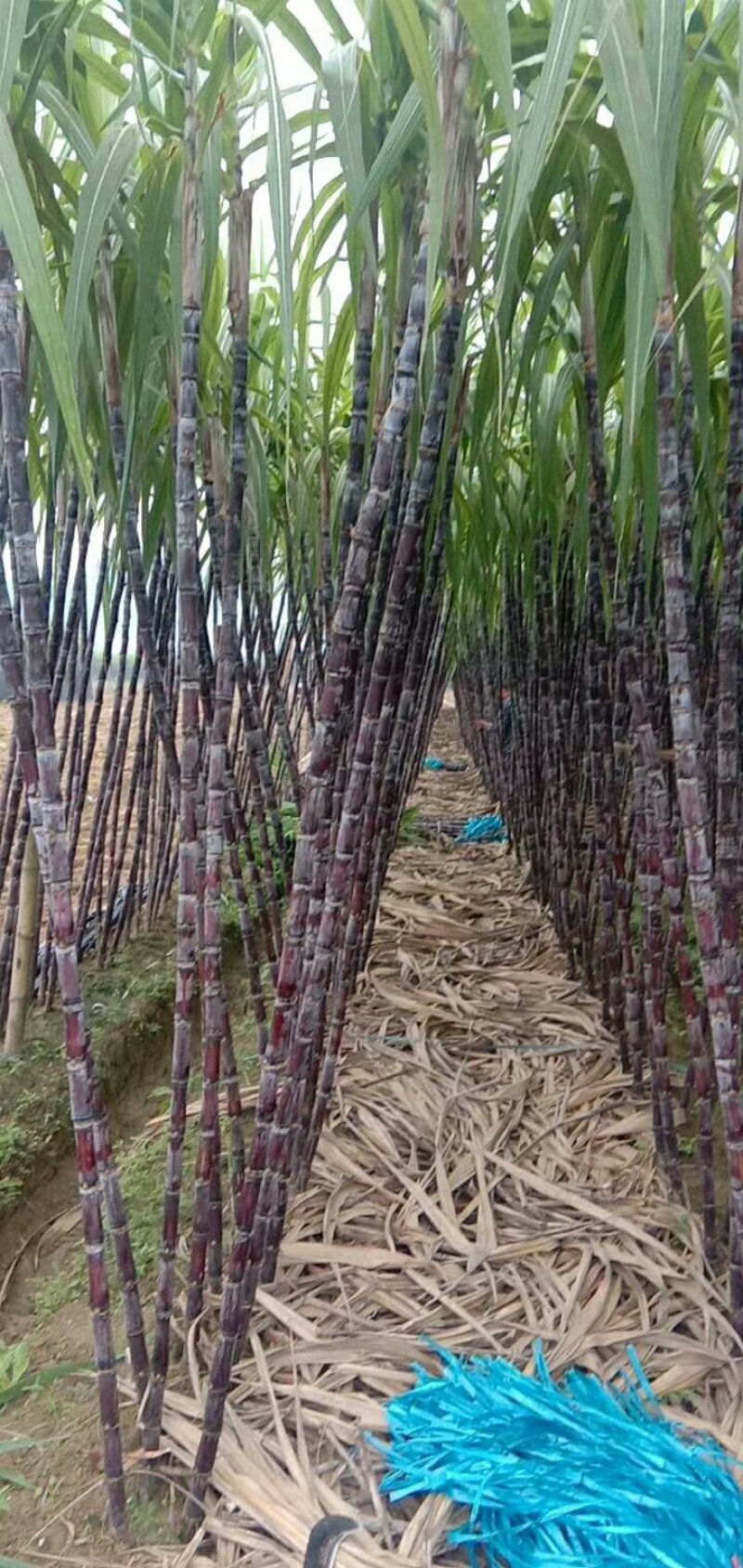 黑皮甘蔗