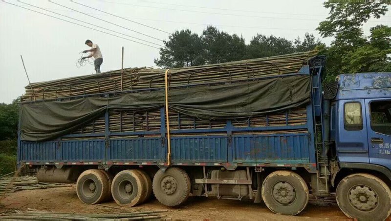 毛竹尾，竹竿