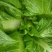 四川精品儿菜，春节期间有货，基地直供，需要的请联系