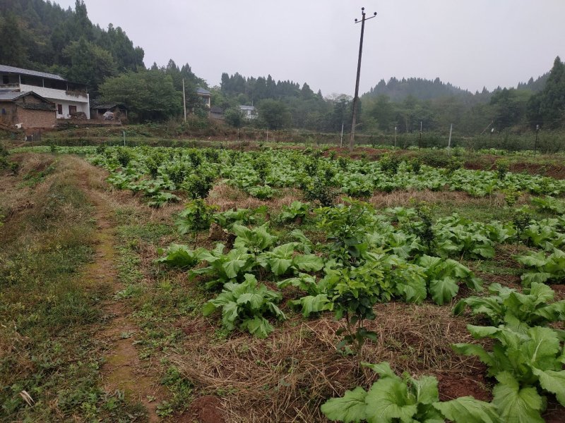 四川精品儿菜，春节期间有货，基地直供，需要的请联系