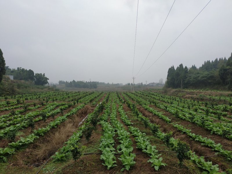 四川精品儿菜，春节期间有货，基地直供，需要的请联系