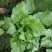 四川精品儿菜，春节期间有货，基地直供，需要的请联系