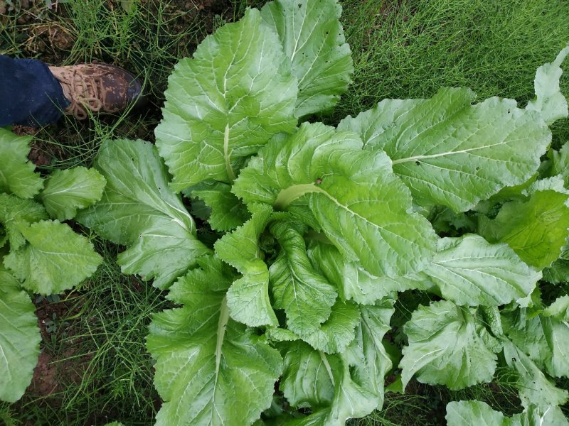 四川精品儿菜，春节期间有货，基地直供，需要的请联系