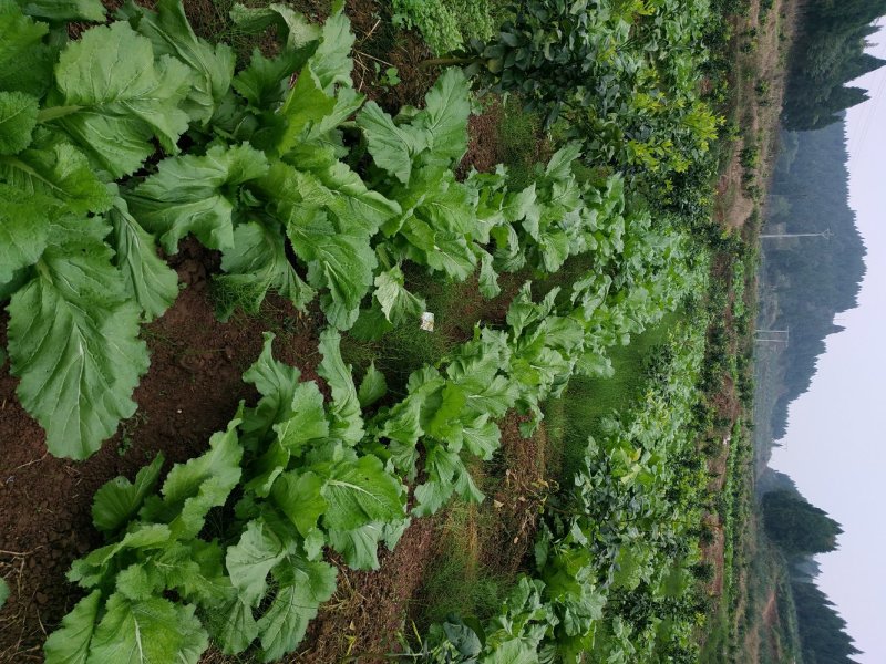 四川精品儿菜，春节期间有货，基地直供，需要的请联系
