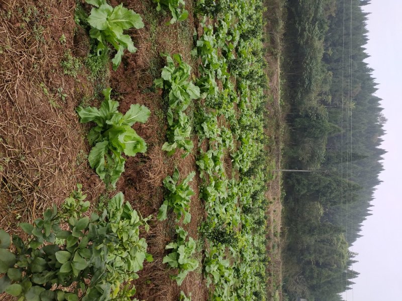 四川精品儿菜，春节期间有货，基地直供，需要的请联系