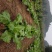 四川精品儿菜，春节期间有货，基地直供，需要的请联系