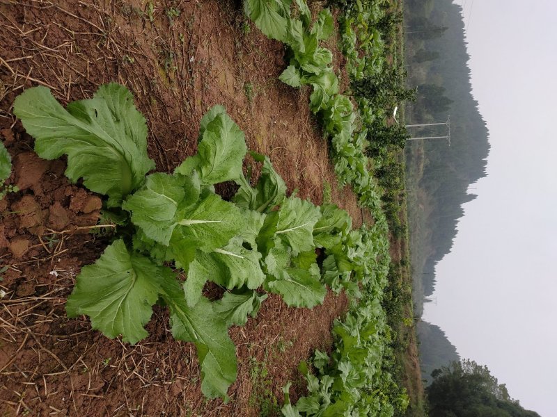 四川精品儿菜，春节期间有货，基地直供，需要的请联系