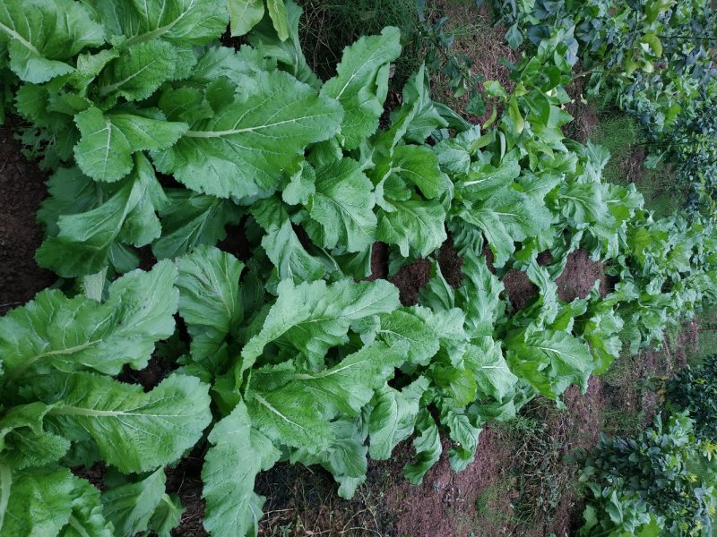 四川精品儿菜，春节期间有货，基地直供，需要的请联系