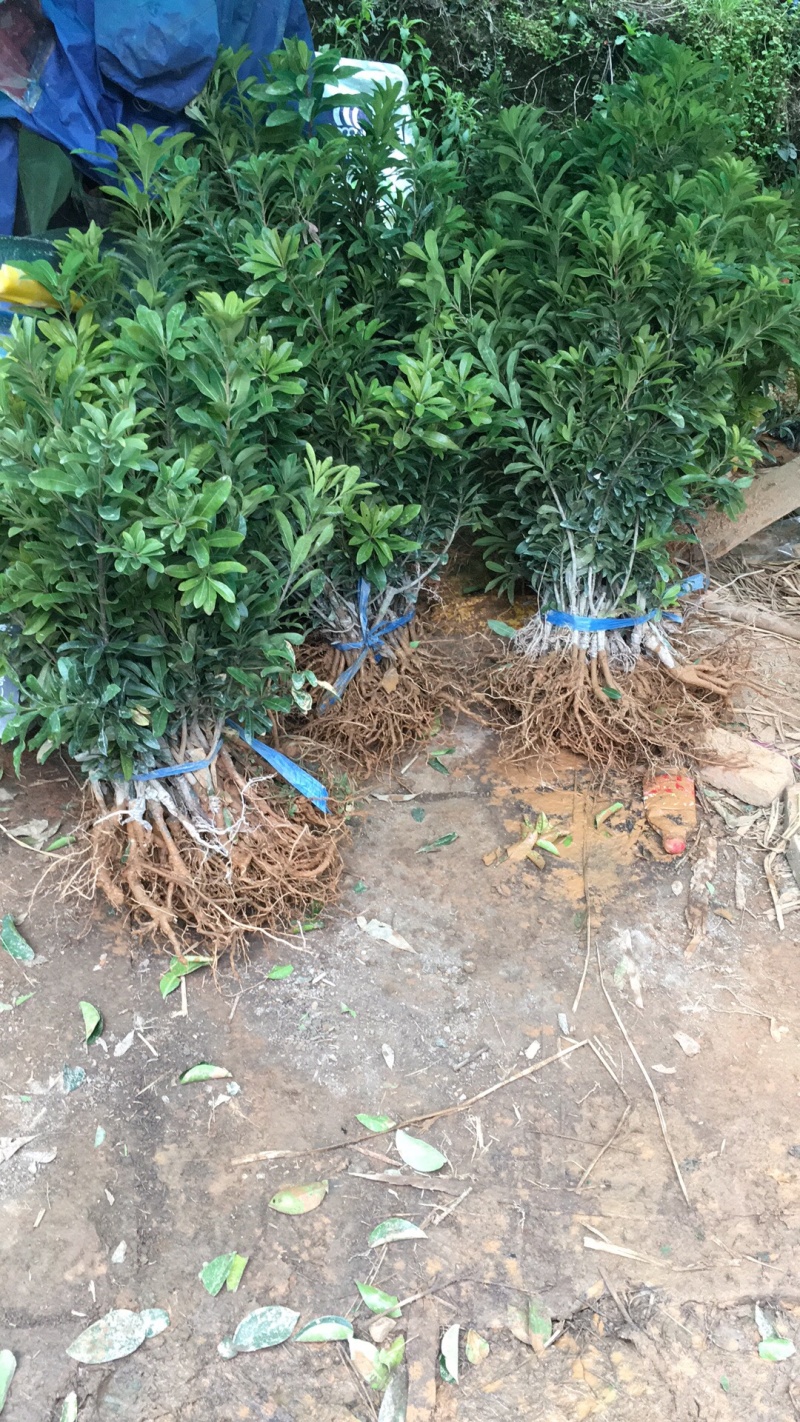 东魁一年杨梅苗，黑炭杨梅苗，量大价优基地直供欢迎来电咨询