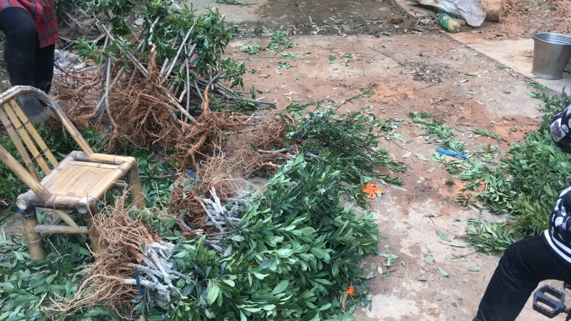东魁一年杨梅苗，黑炭杨梅苗，量大价优基地直供欢迎来电咨询