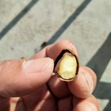 百年老树油茶子，山地小茶子需要的老板请尽快联系。有货。