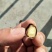 百年老树油茶子，山地小茶子需要的老板请尽快联系。有货。