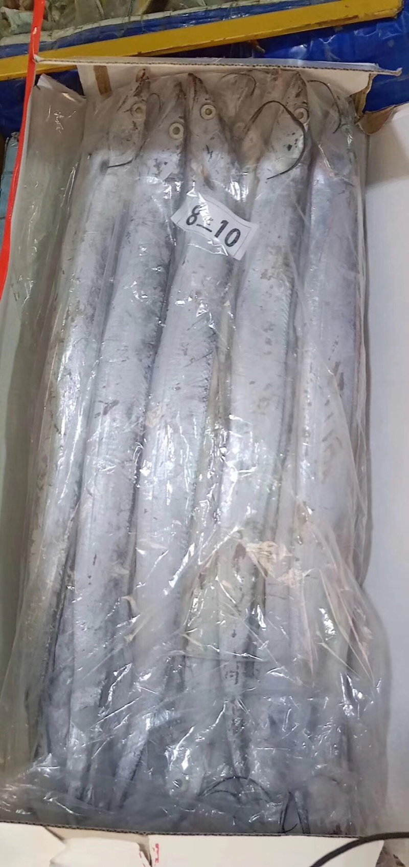 网红刀鱼