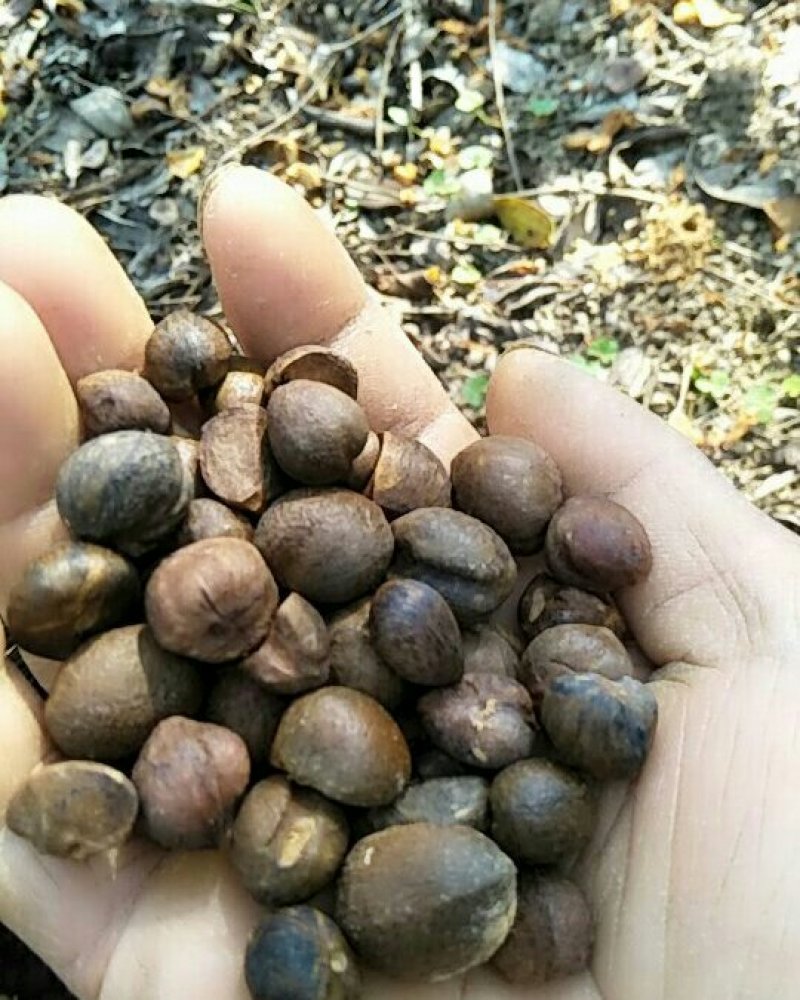 百年老树油茶子，山地小茶子需要的老板请尽快联系。有货。