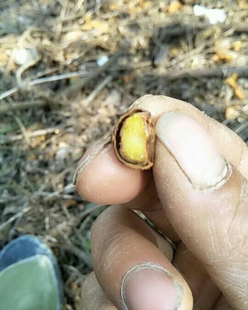 百年老树油茶子，山地小茶子需要的老板请尽快联系。有货。
