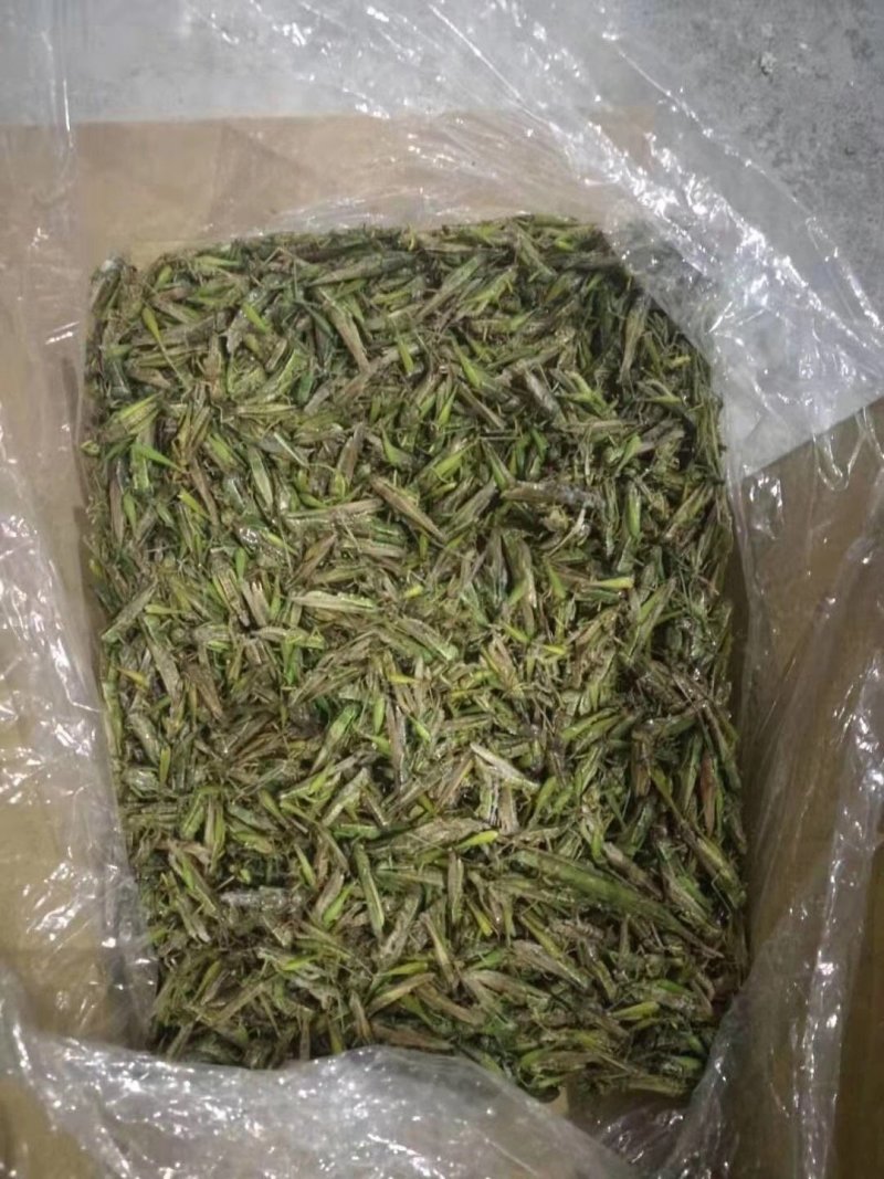 蹈蝗