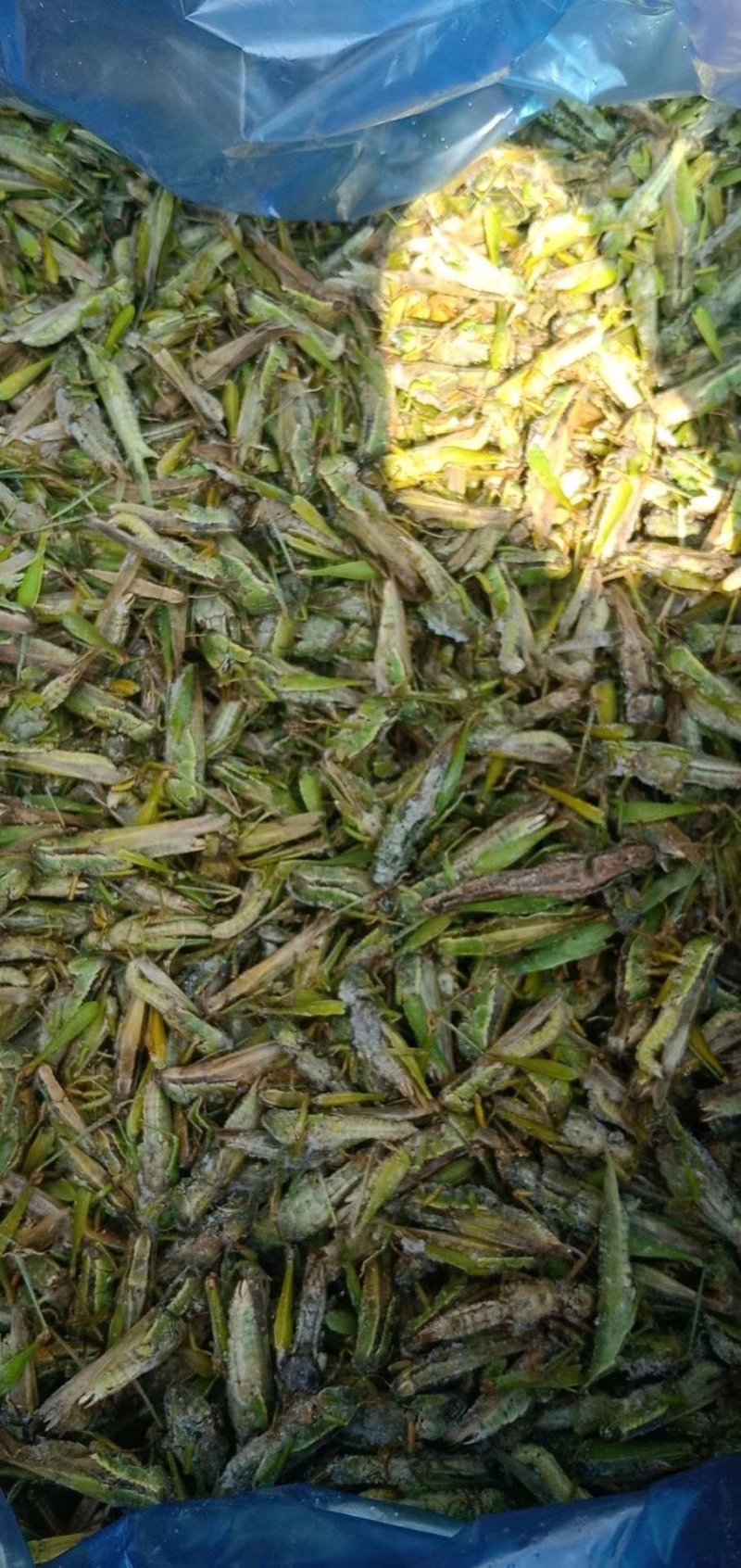 蹈蝗