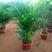散尾葵盆栽凤尾竹室内大型绿植袖珍椰子盆栽苗