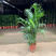 散尾葵盆栽凤尾竹室内大型绿植袖珍椰子盆栽苗