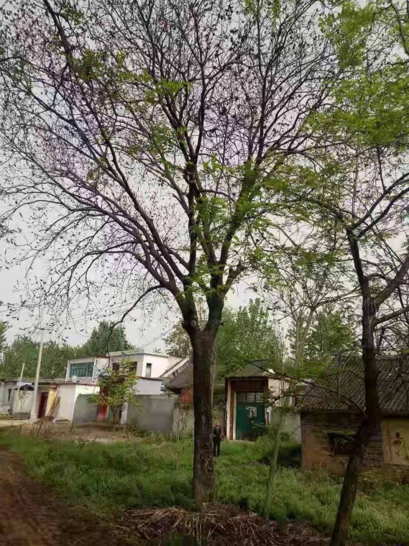黄连木，乡村土树，树形优美，树名寓意好，又叫黄金树。