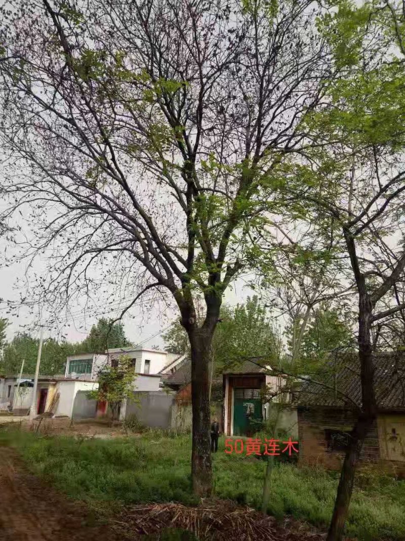 黄连木，乡村土树，树形优美，树名寓意好，又叫黄金树。