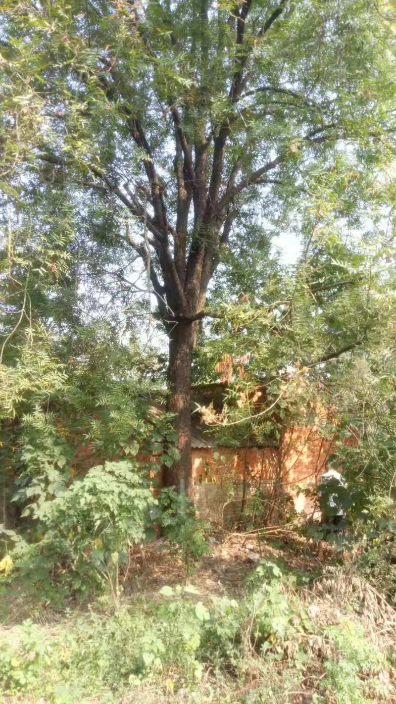 黄连木，乡村土树，树形优美，树名寓意好，又叫黄金树。