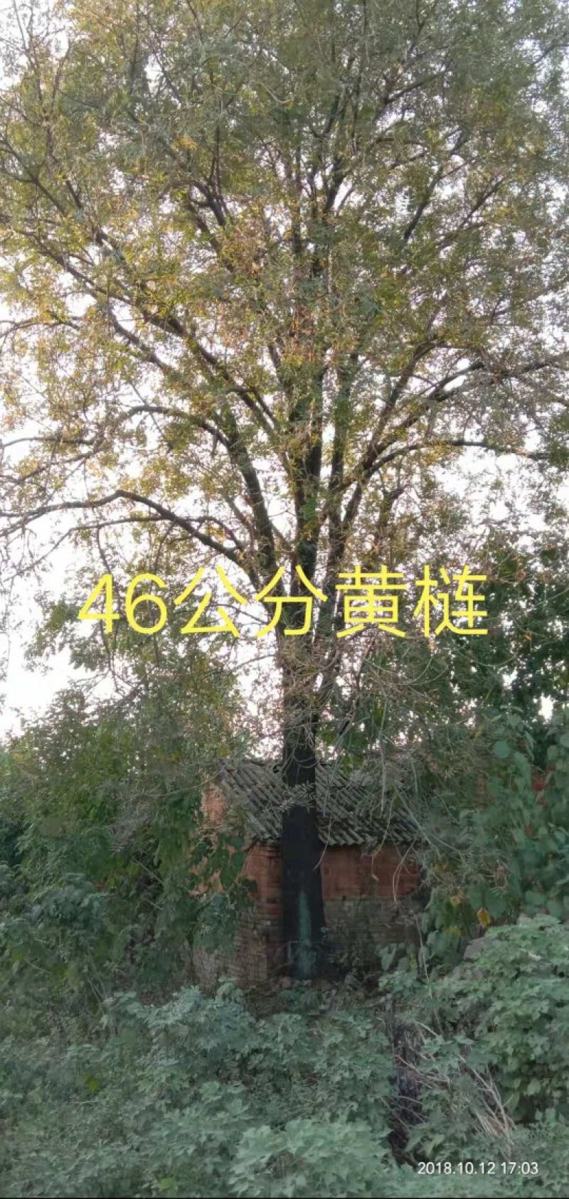 黄连木，乡村土树，树形优美，树名寓意好，又叫黄金树。