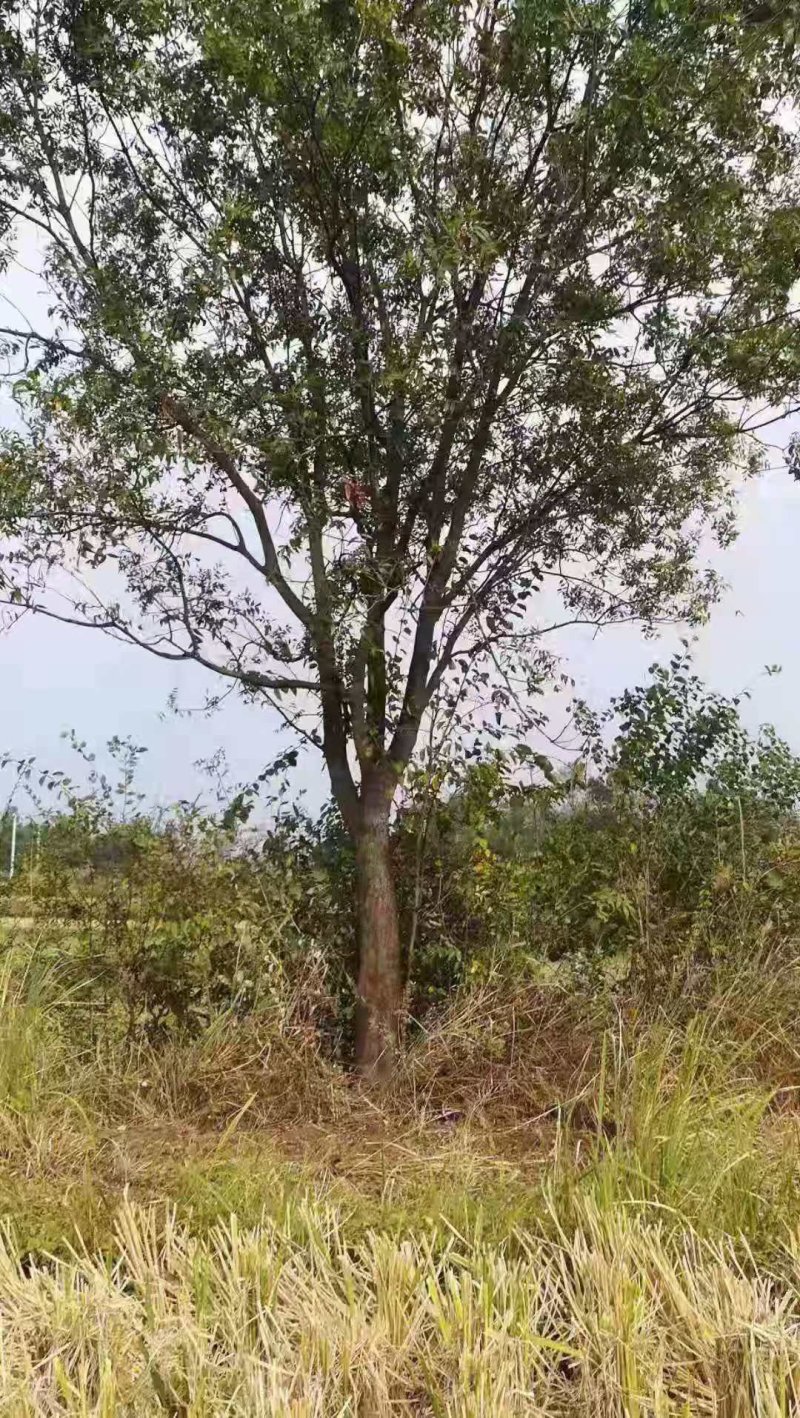 黄连木，乡村土树，树形优美，树名寓意好，又叫黄金树。